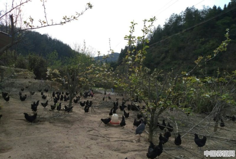 林下养殖固始鸡 - 中国养殖网