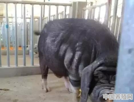 小型猪养殖设备价格 - 中国养殖网