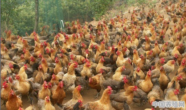 猪鸡养殖纯天然肥料 - 中国养殖网