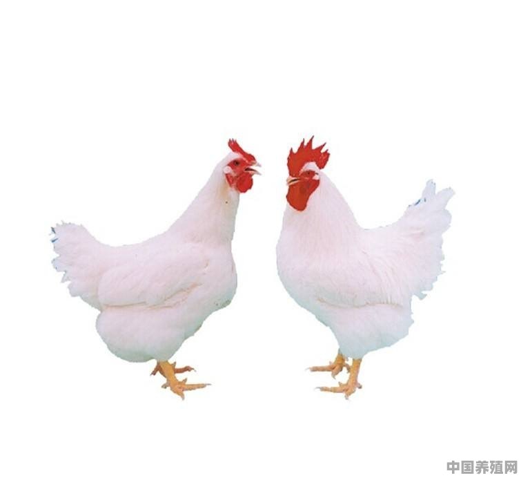 养鸡多久出栏一次 - 中国养殖网