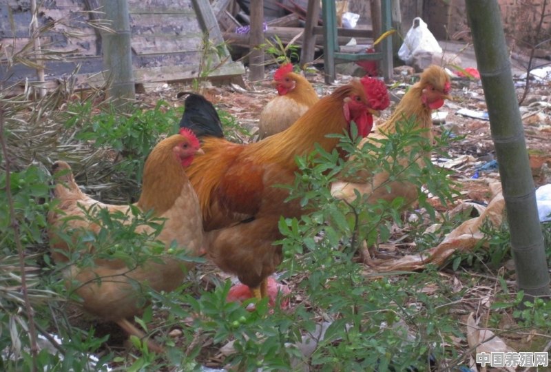 鸡会不会因娇生惯养而变得越来越难养殖 - 中国养殖网