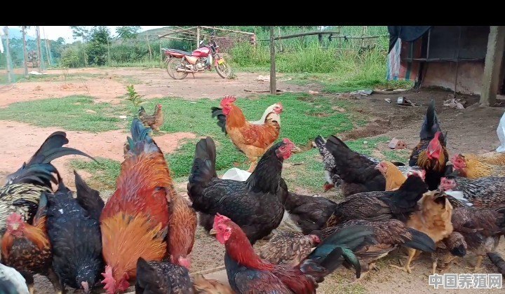 养殖鸡的步骤图 - 中国养殖网