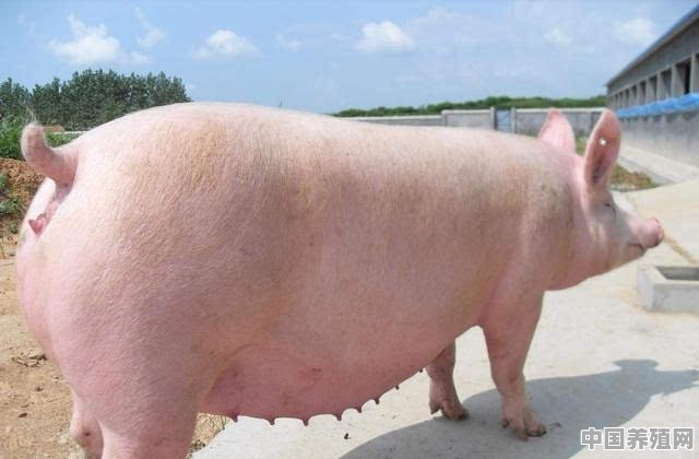 大猪的养殖方法和技术 - 中国养殖网