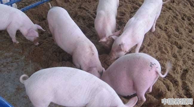 7亩猪养殖利润 - 中国养殖网