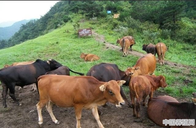 这几年养殖牛怎样赚钱 - 中国养殖网