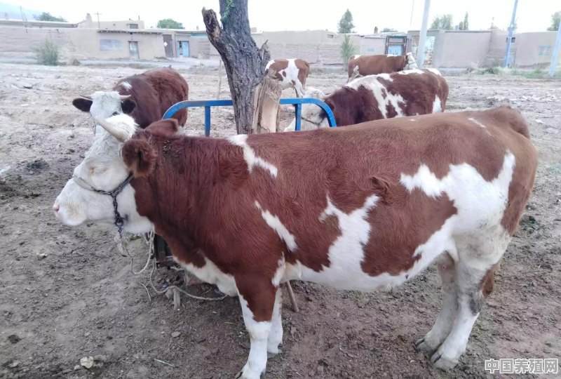 全国分布最广的牛种 - 中国养殖网