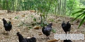 古典鸡养殖标准是什么 - 中国养殖网
