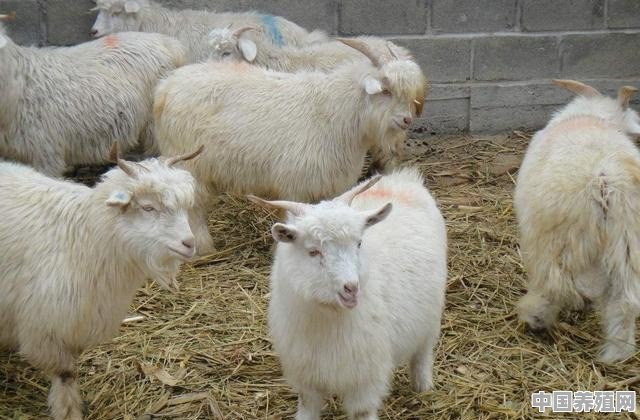 小型羊养殖 - 中国养殖网