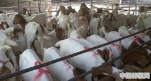 2020年养羊可以吗 - 中国养殖网