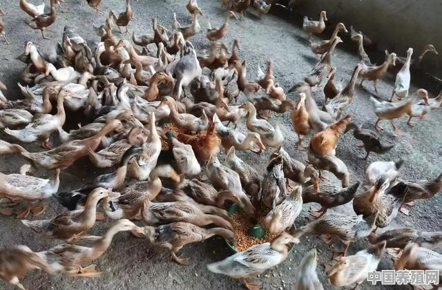 肉鸭养殖怎么加盟赚钱 - 中国养殖网