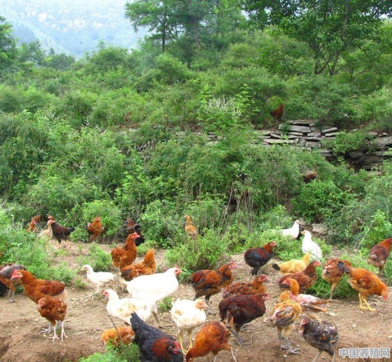 生态鸡养殖技术 - 中国养殖网