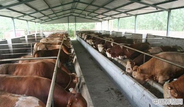 500头奶牛养殖场占地面积多少 - 中国养殖网