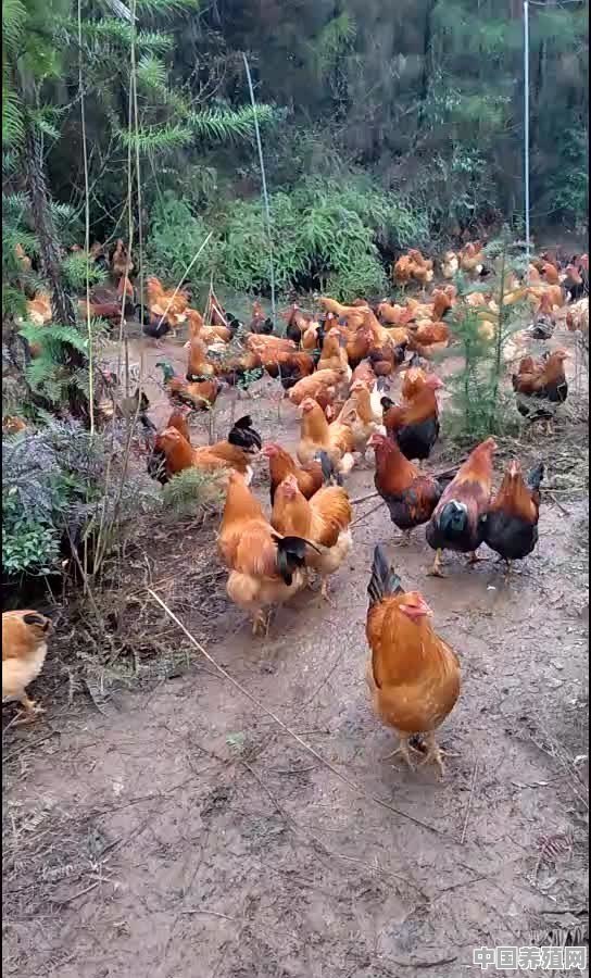 养殖鸡批发基地 - 中国养殖网