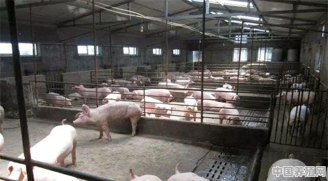 猪养殖技术小知识大全 - 中国养殖网