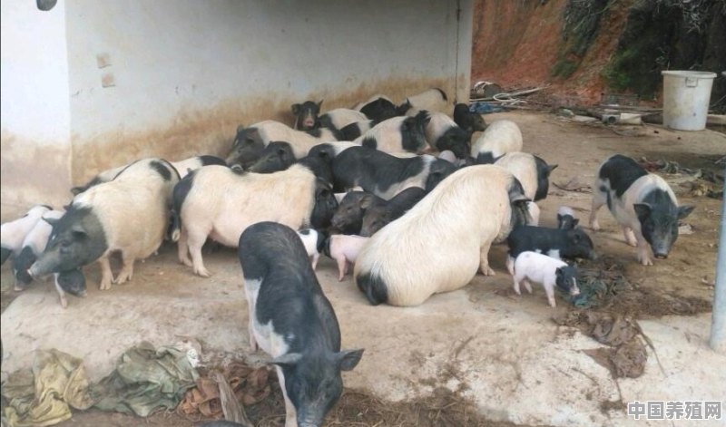 放养猪养殖 - 中国养殖网
