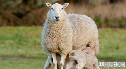多胎羊的养殖技术和管理方法 - 中国养殖网
