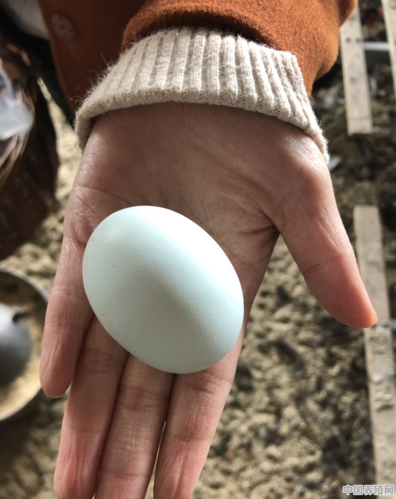 普通鸡蛋怎么养殖的 - 中国养殖网