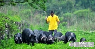 猪的养殖和销售的区别 - 中国养殖网