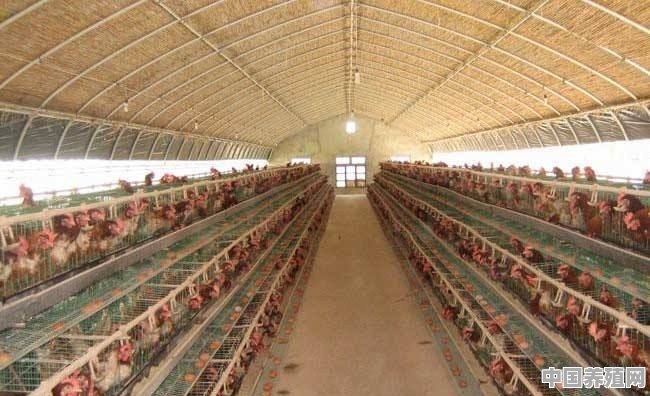 养殖鸡鹅设备厂家 - 中国养殖网
