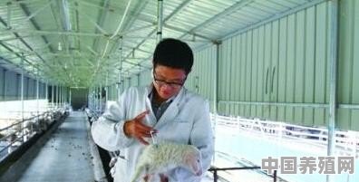 小羊羔可以打疫苗吗 - 中国养殖网
