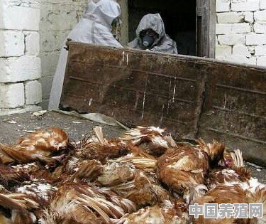 杂交红毛鸡养殖技术 - 中国养殖网