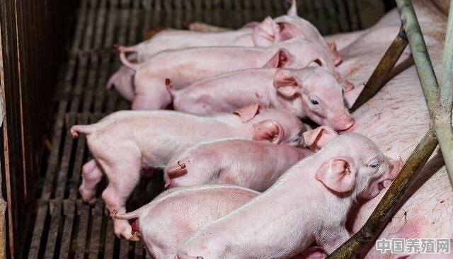 猪热应激的治疗方法 - 中国养殖网