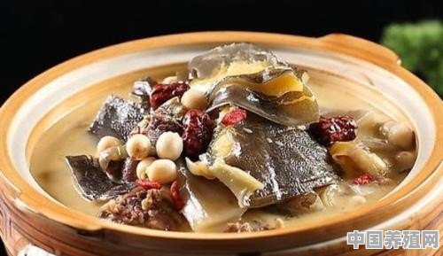 水鱼怎么炖老鸭的美味方法 - 中国养殖网