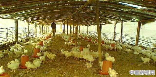 养殖鸡喂养技术 - 中国养殖网