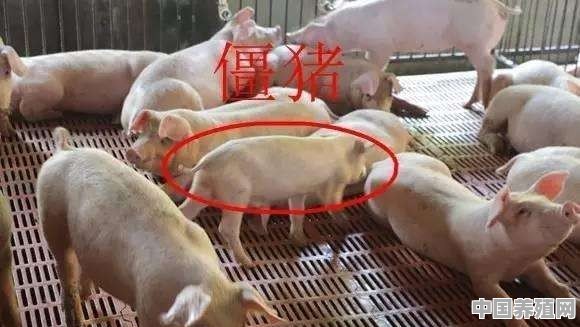 猪长不大怎么办 - 中国养殖网