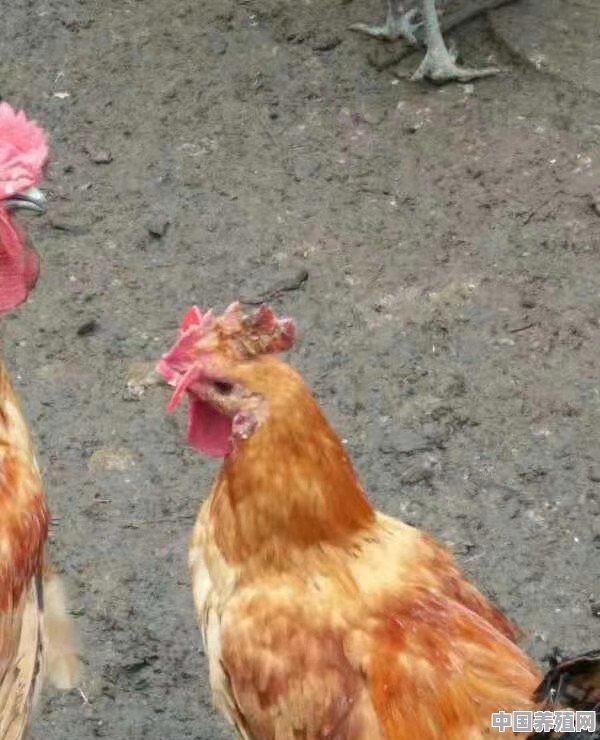 人工养殖鸡种类有哪些 - 中国养殖网