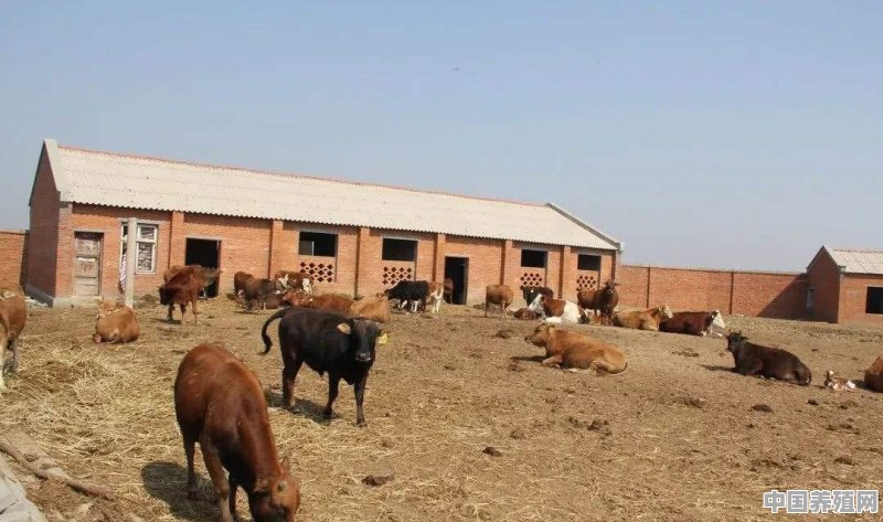 养殖牛场需要什么条件 - 中国养殖网