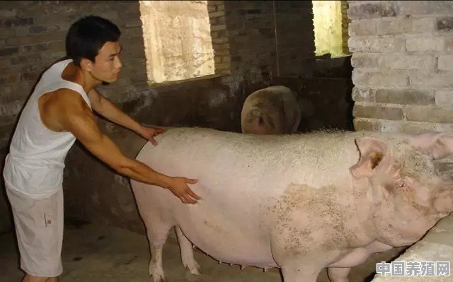 猪价的行情怎么样 - 中国养殖网