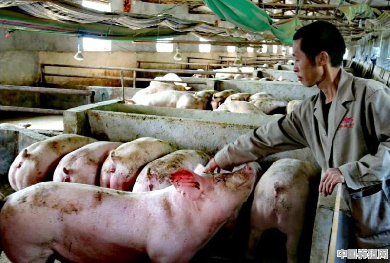 100头猪养殖成本多少 - 中国养殖网