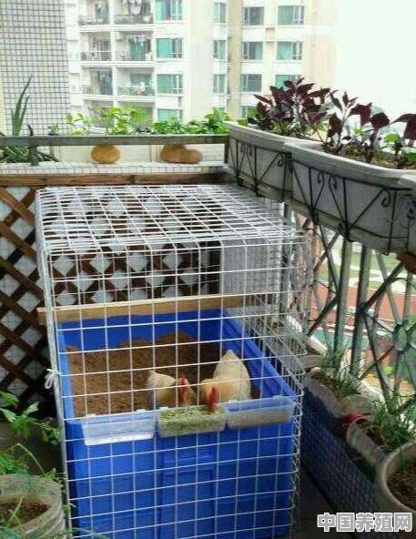 养殖观赏鸡怎么样 - 中国养殖网