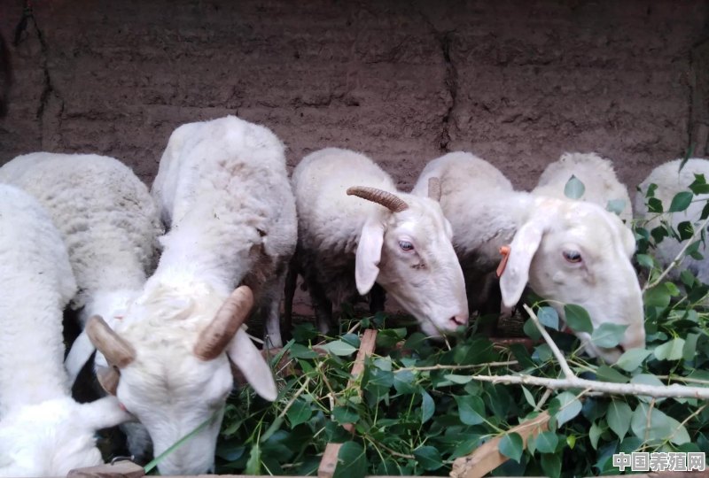 我也想养羊，问一下自繁自养一头羊能赚多少钱 - 中国养殖网