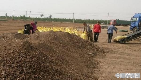 最新养鸭鸭粪如何清理 - 中国养殖网