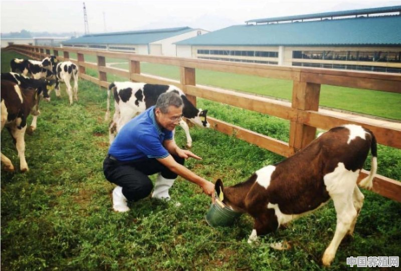 丹麦农场养殖牛 - 中国养殖网