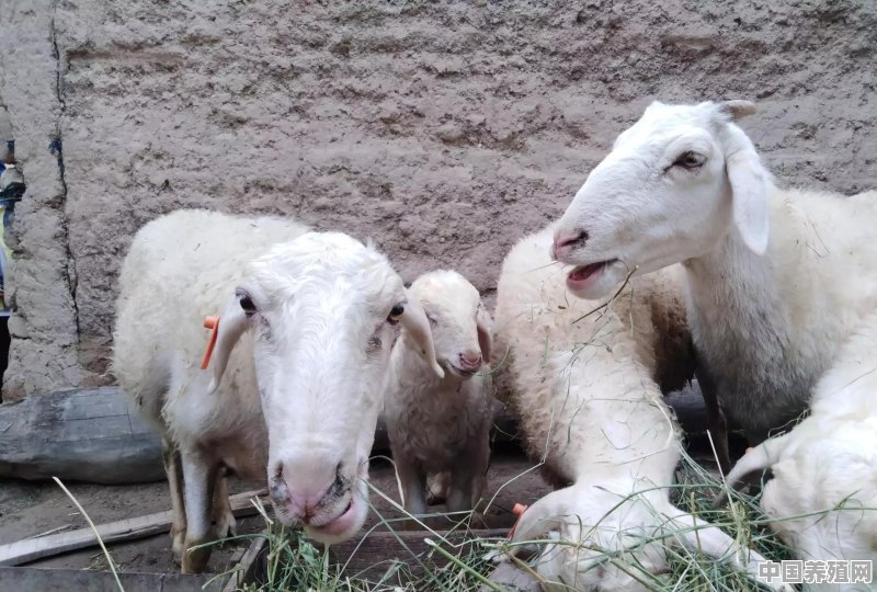 一亩牧草养殖多少只羊羊合适 - 中国养殖网