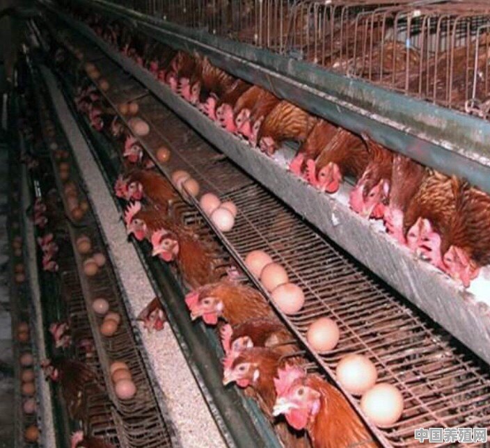 国外养殖鸡经验有哪些 - 中国养殖网