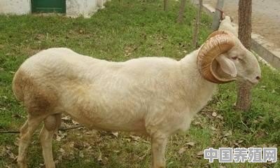 吉林省养羊基地 - 中国养殖网