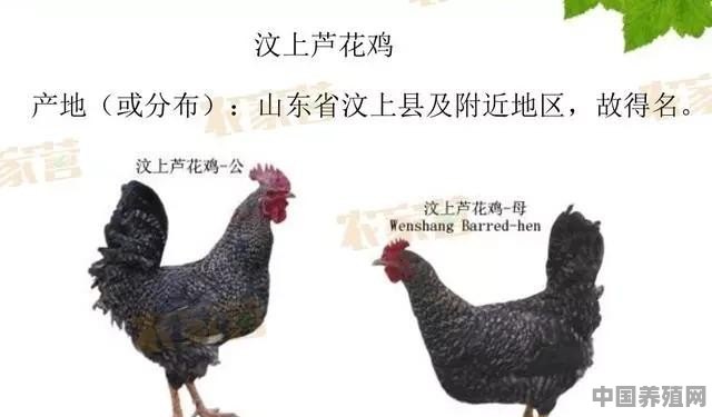 芦花鸡养殖农村可以养吗 - 中国养殖网
