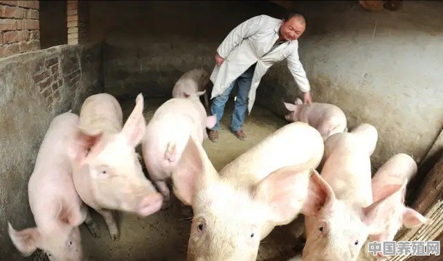 海南哪里烤乳猪最出名 - 中国养殖网