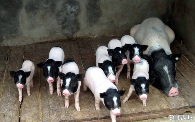 一般的巴马香猪一头有多少斤 - 中国养殖网