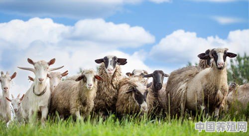 放养一只羊需要多大面积 - 中国养殖网