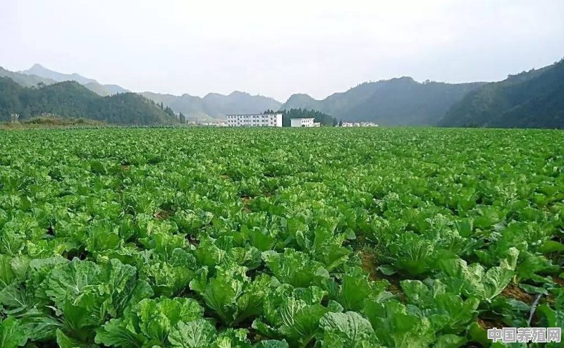 你对富硒有机蔬菜智慧温室扶贫项目怎么看 - 中国养殖网
