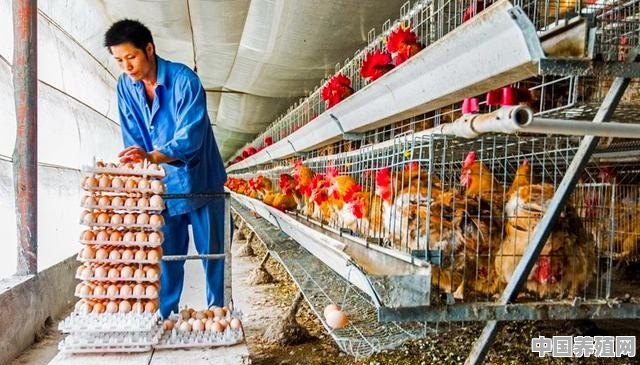 我想开一个养鸡场,养一万只鸡大概投资多少钱 - 中国养殖网