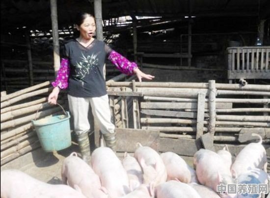 农场动物的定义 - 中国养殖网