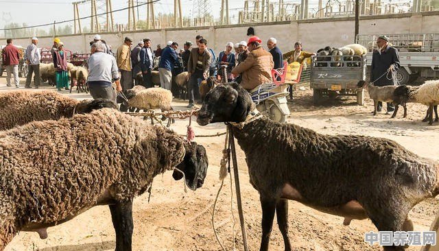 中国各省养羊数量 - 中国养殖网