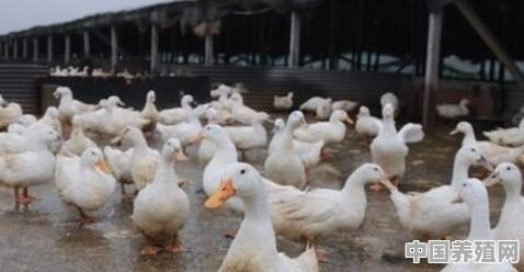今年养鸡养鸭的行情怎么样 - 中国养殖网