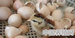 小型麻鸡养殖基地 - 中国养殖网